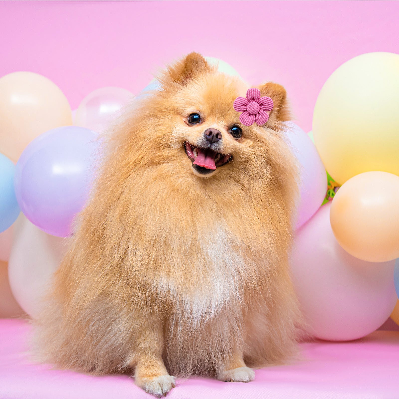 Pet Headdress Flower Spring